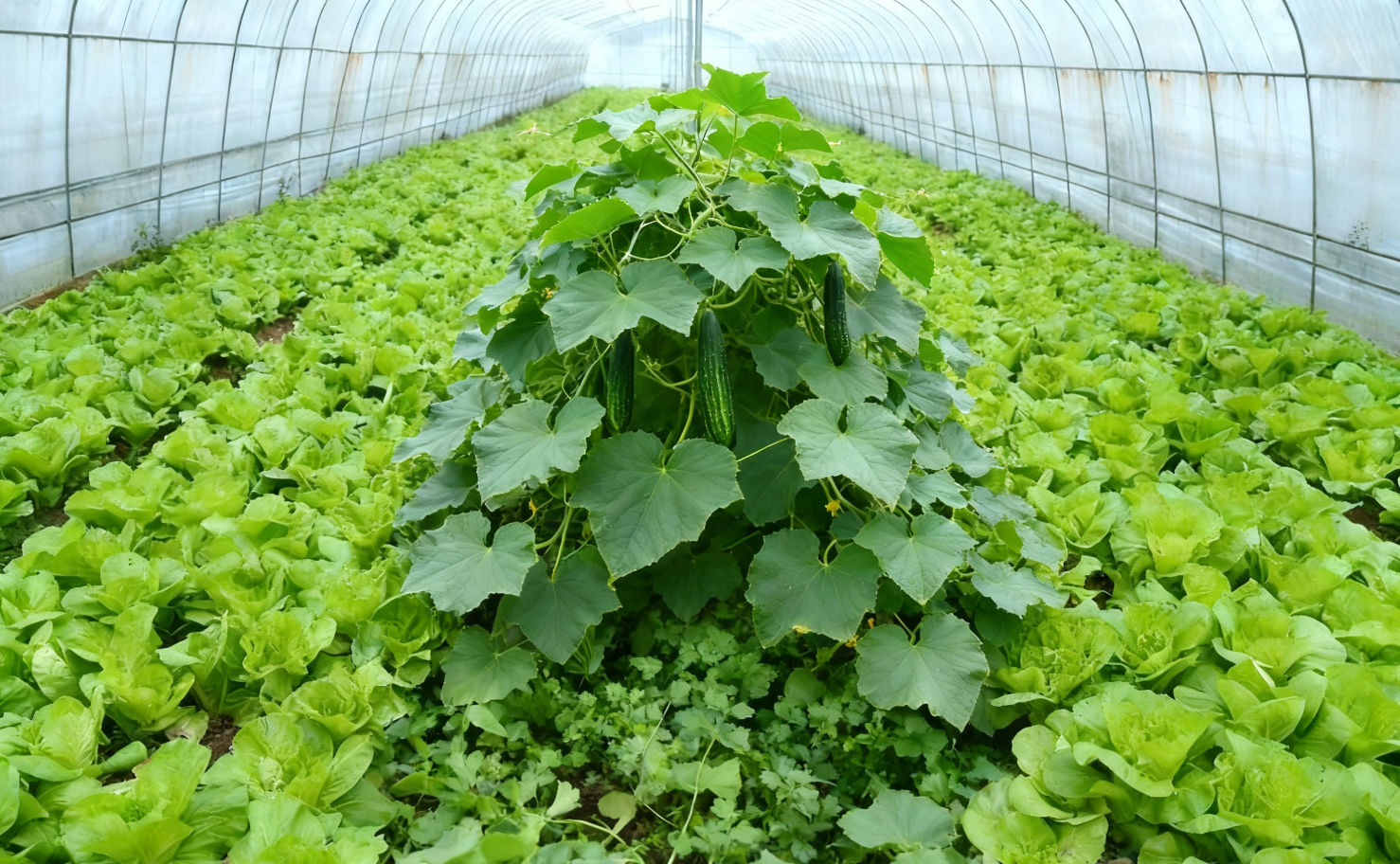 廈門蔬菜批發(fā)基地